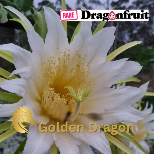 Golden dragon- Hylocereus undatus X Hawaiian Dragon Fruit