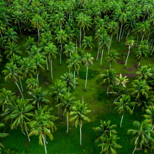 coconut palm australia Coconut Palm Cocos nucifera