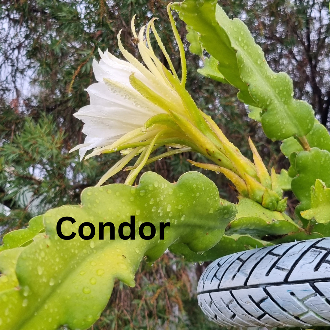 Condor- Hylocereus guatemalensis X Californian Dragon Fruit