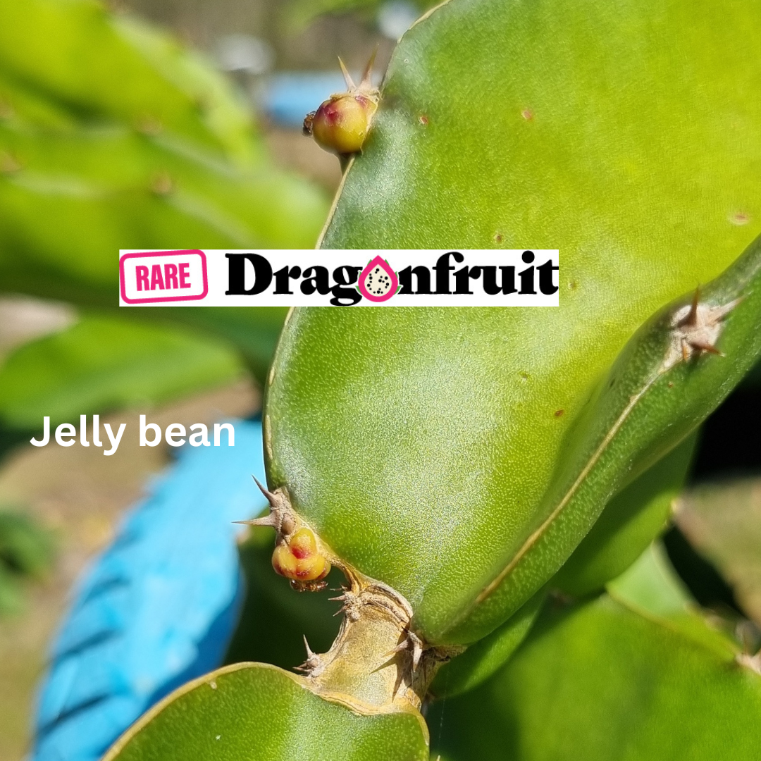 Jelly Bean Dragon Fruit - Rare Dragon Fruit