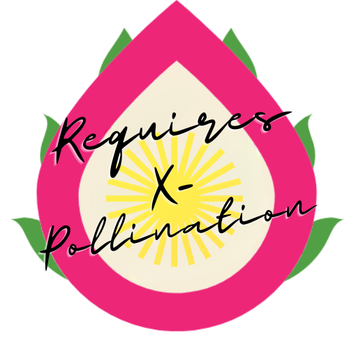 Giant Orange Flower Dragon Fruit Plant - Rare Dragon Fruit