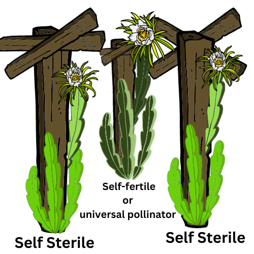 Jelly Bean Dragon Fruit - Rare Dragon Fruit