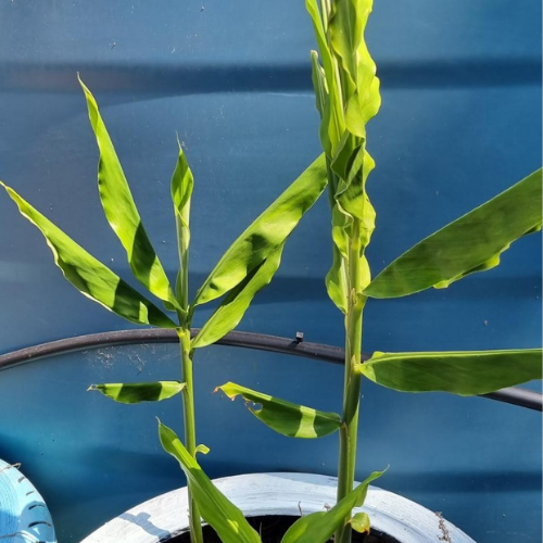 Aromatic / Shampoo ginger Rhizome Rare Dragon Fruit