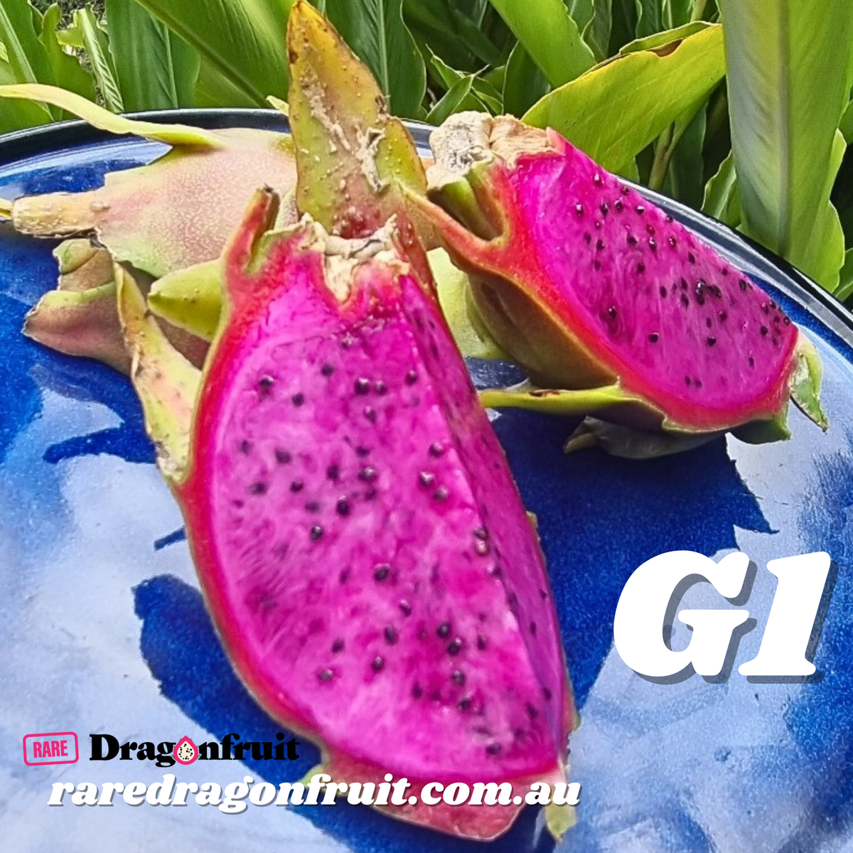 G1 Dragon Fruit