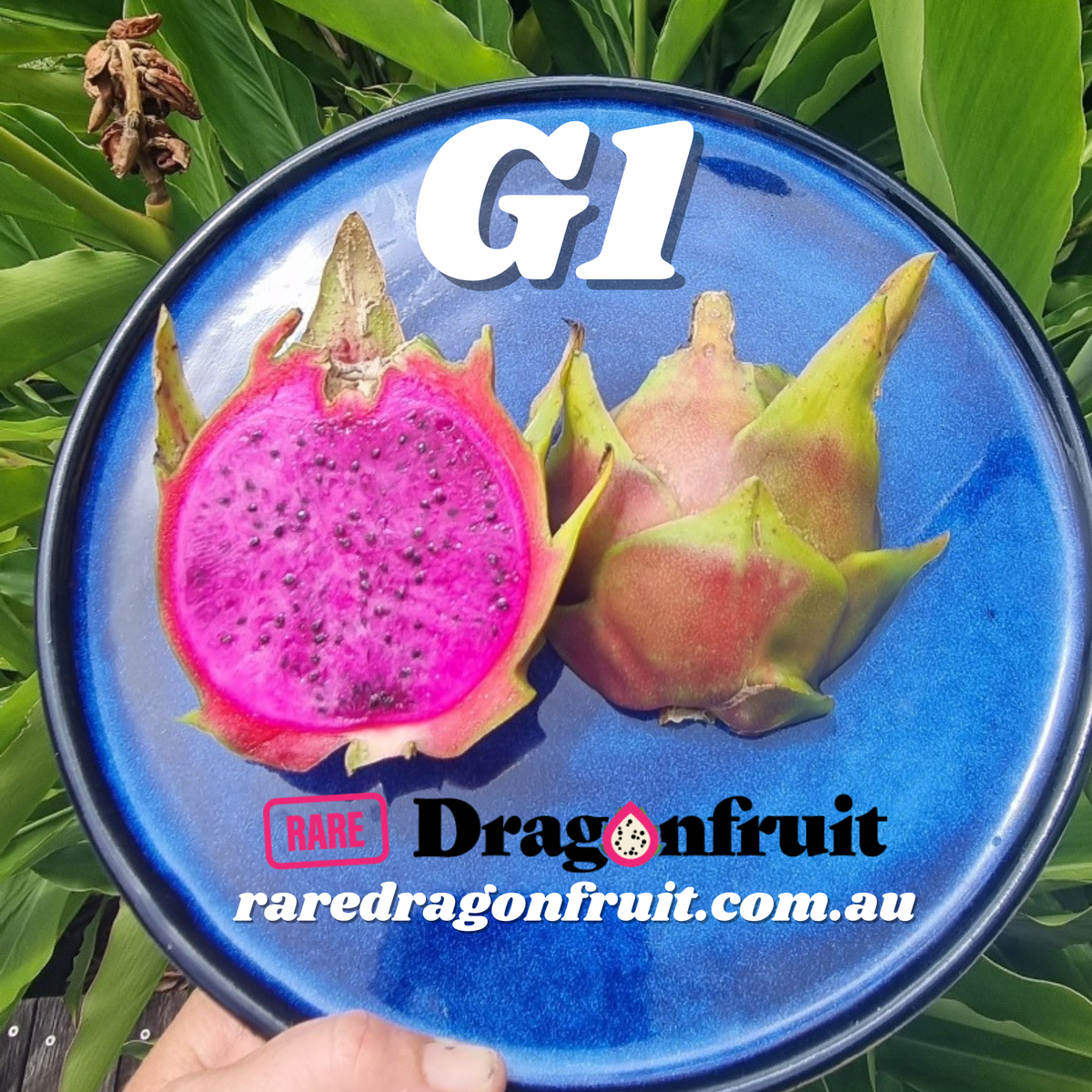 G1 Dragon Fruit