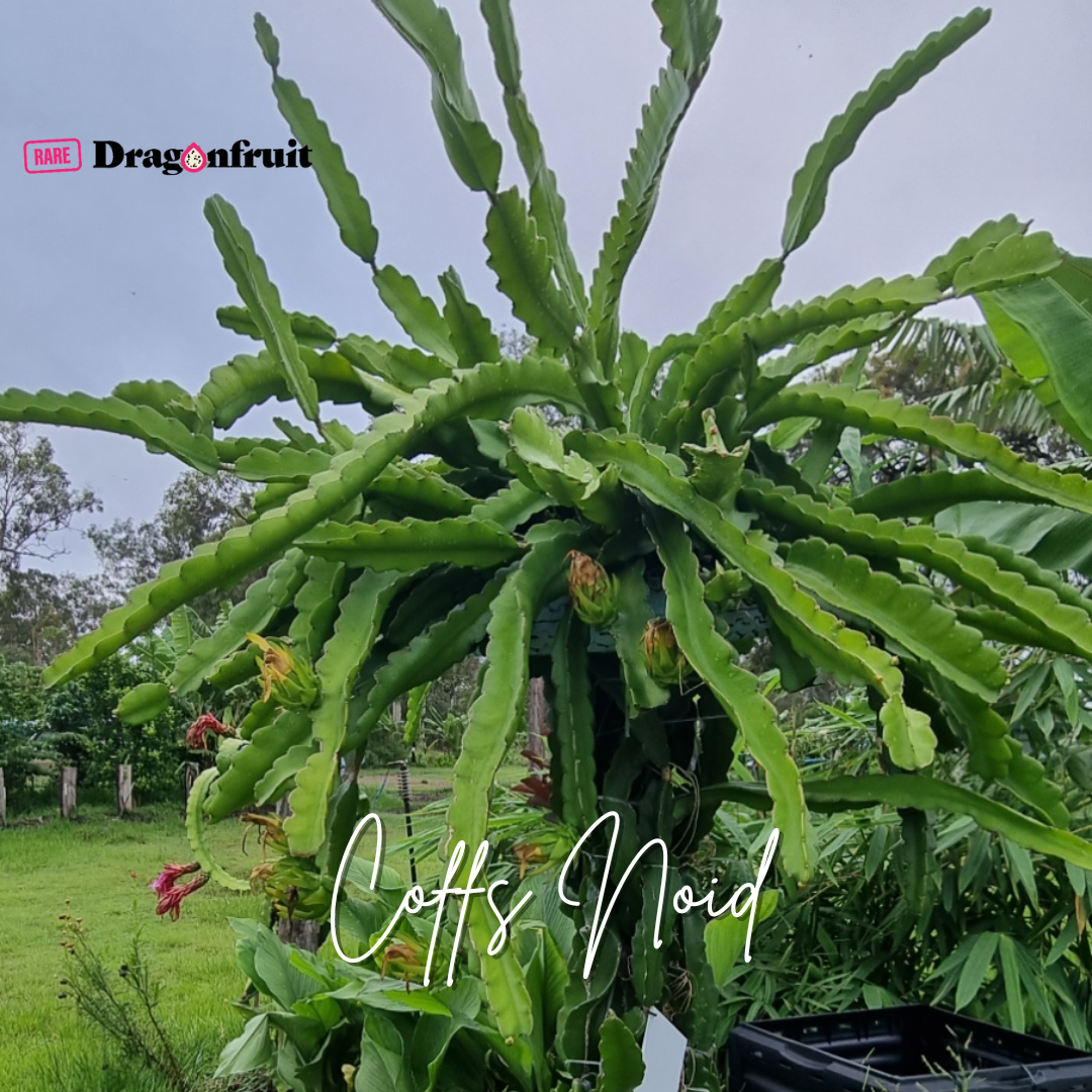 Coffs NOID Dragon Fruit