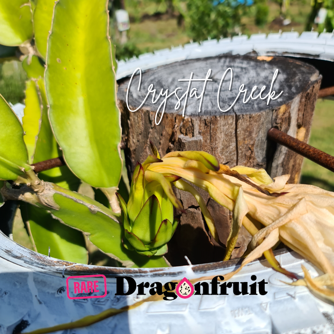 Crystal Creek Dragon Fruit