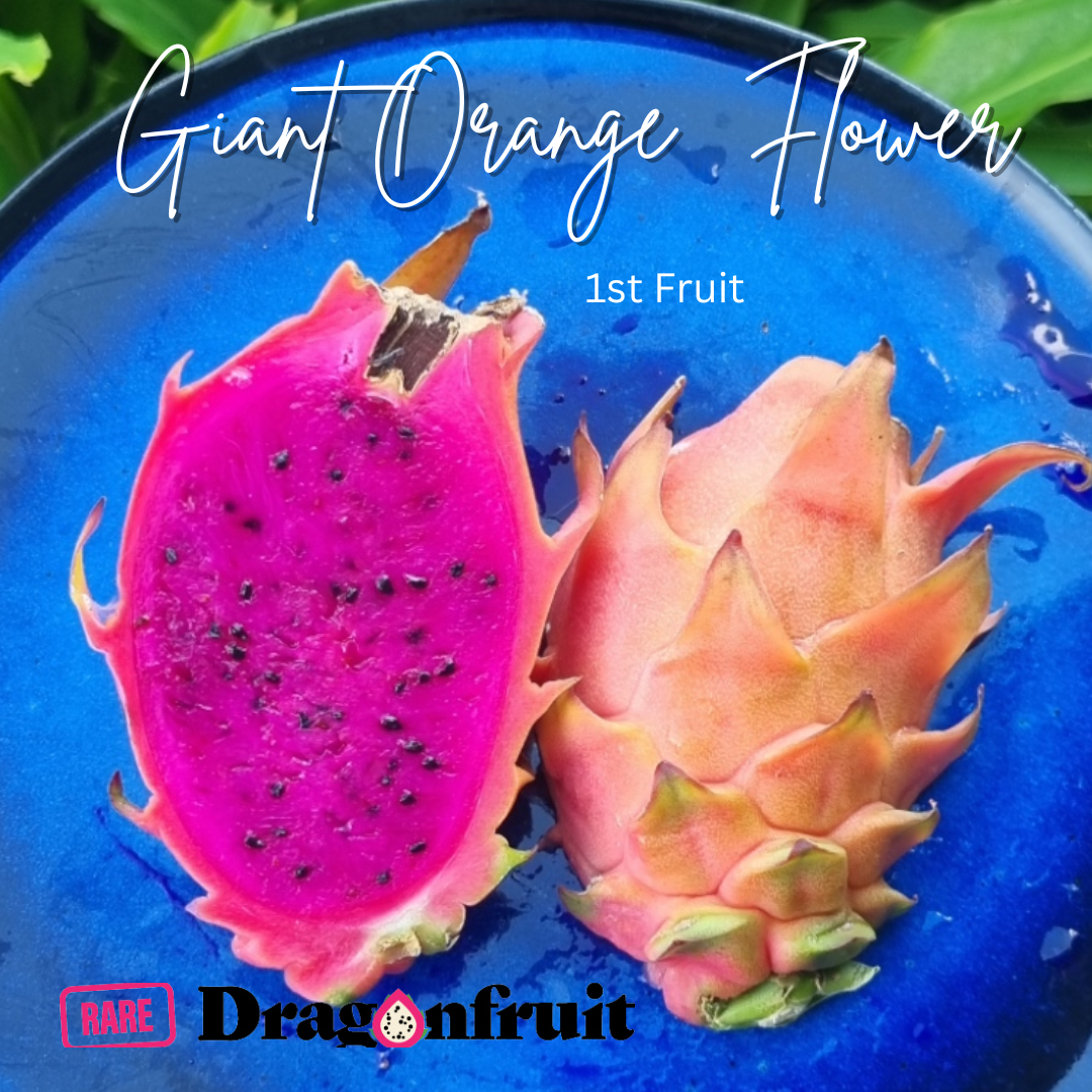 Giant Orange Flower Dragon Fruit Plant