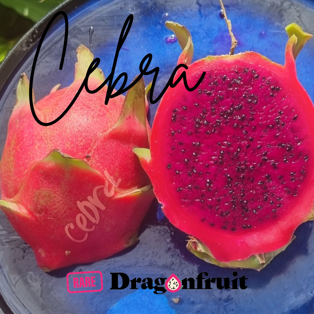 Cebra – Hylocereus polyrhizus dragon fruit