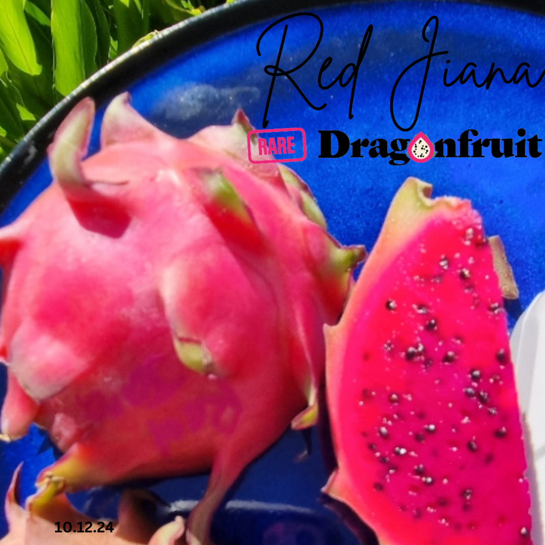 Red Jiana Dragon Fruit