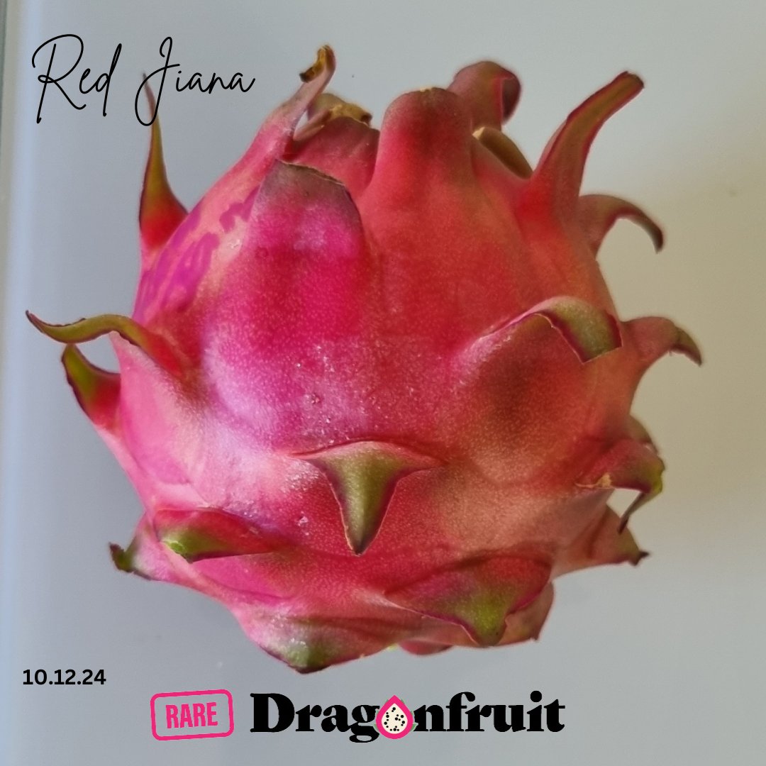 Red Jiana Dragon Fruit