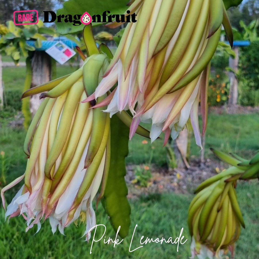 Pink Lemonade Dragon Fruit