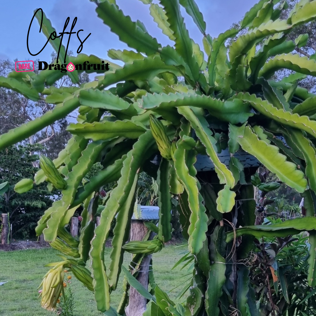 Coffs NOID Dragon Fruit
