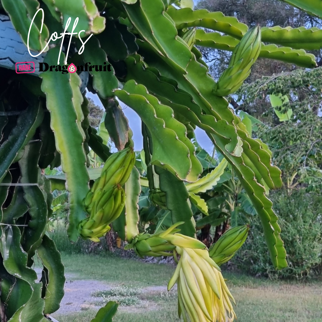 Coffs NOID Dragon Fruit