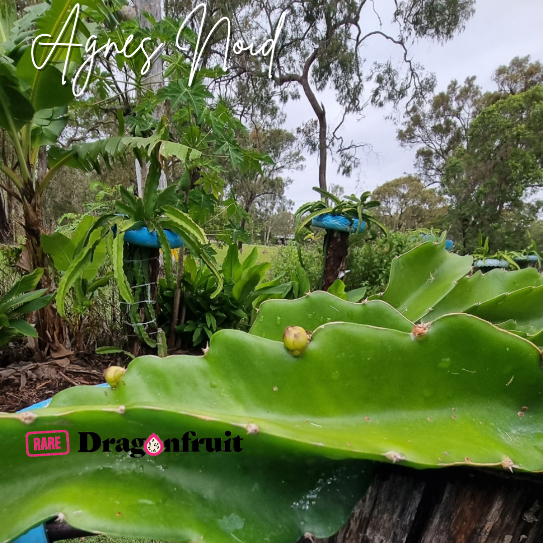 Karen Agnes NOID 2023 Dragon Fruit Variety