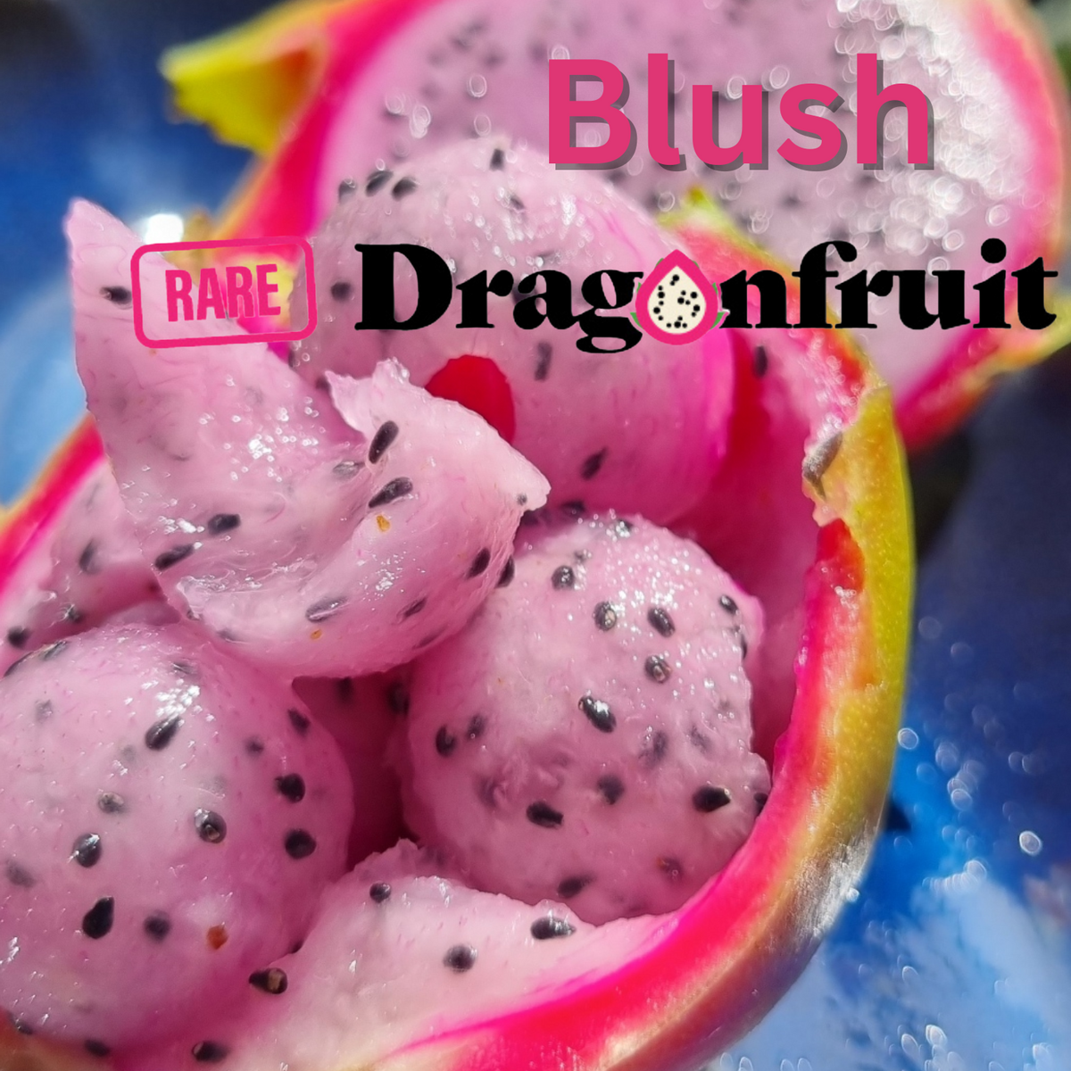 Blush-H. Undatus X H. guatemalensis Australian Dragon Fruit