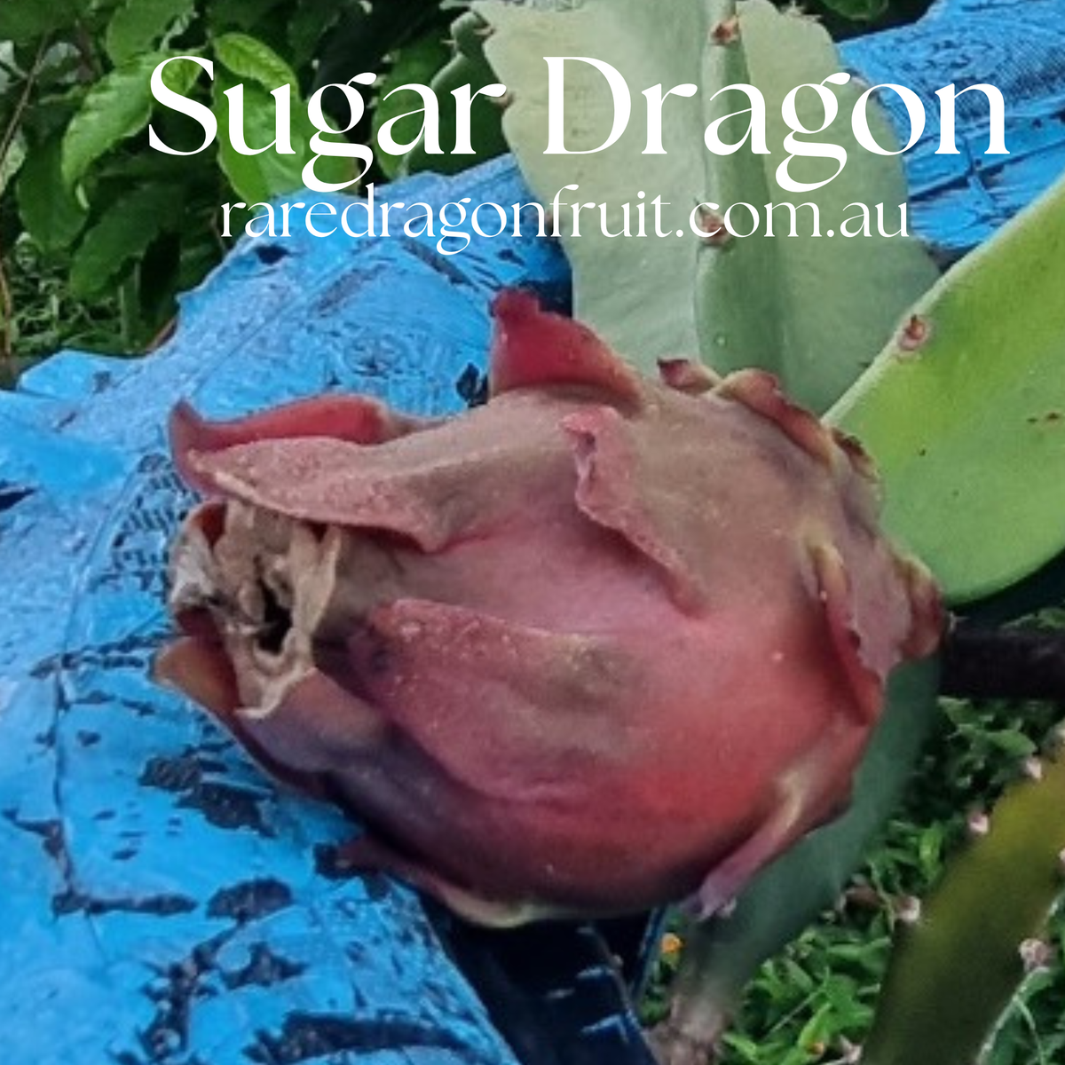 Sugar Dragon (S8) - Hylocereus Hybrid Californian Dragon Fruit