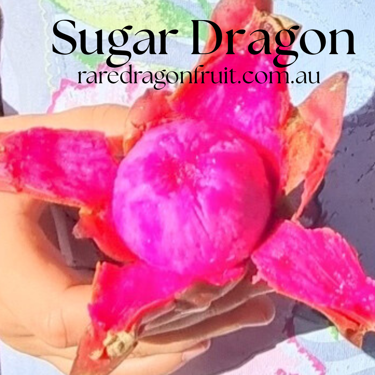 Sugar Dragon (S8) - Hylocereus Hybrid Californian Dragon Fruit