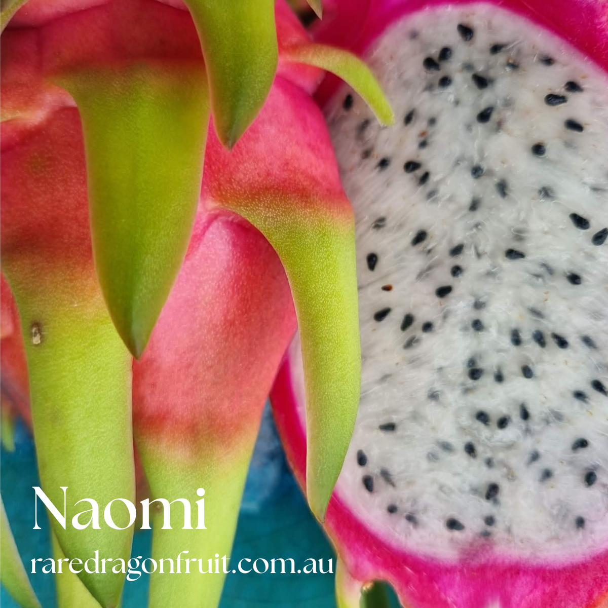 Naomi Dragon Fruit Plant