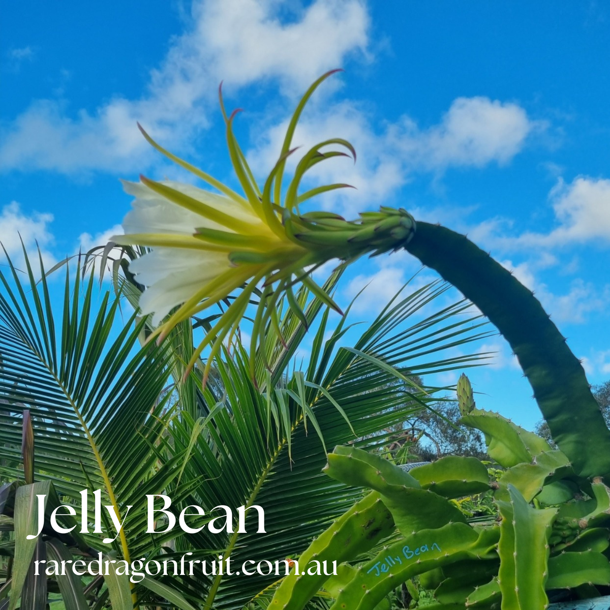 Jelly Bean Dragon Fruit