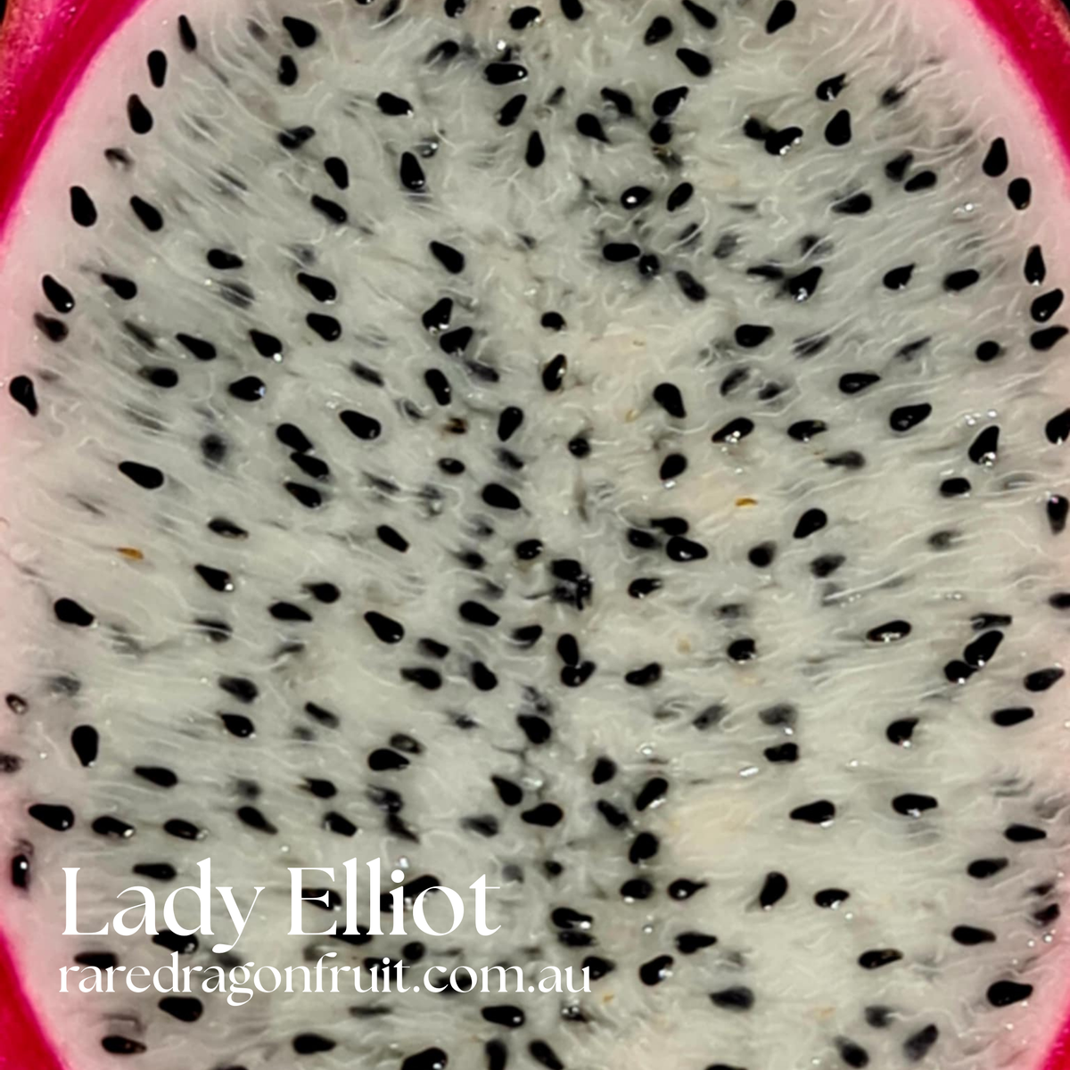 Lady Elliot Dragon Fruit