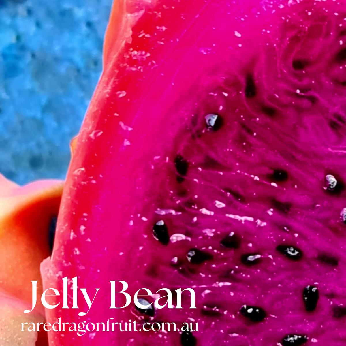 Jelly Bean Dragon Fruit