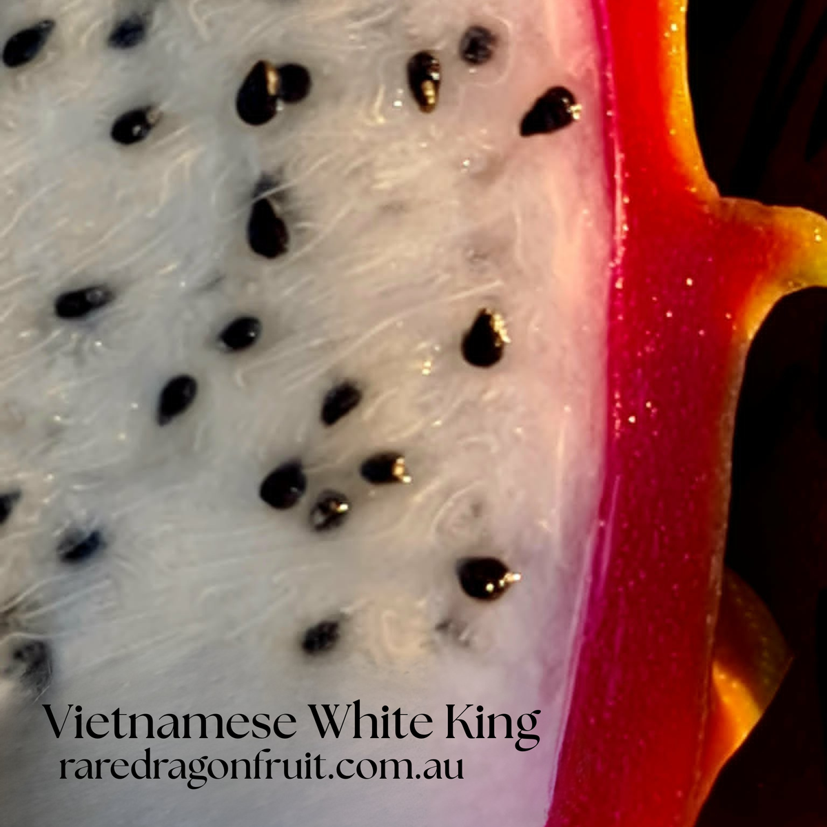 Vietnamese White King Dragon Fruit