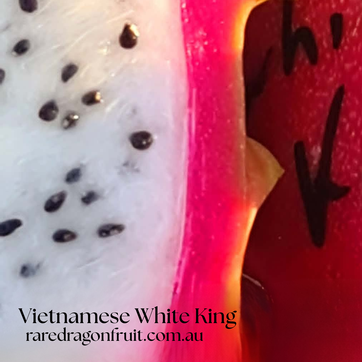 Vietnamese White King Dragon Fruit