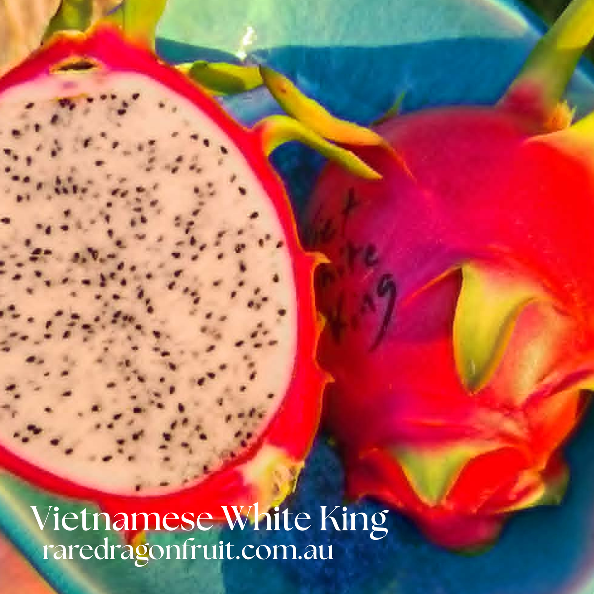 Vietnamese White King Dragon Fruit