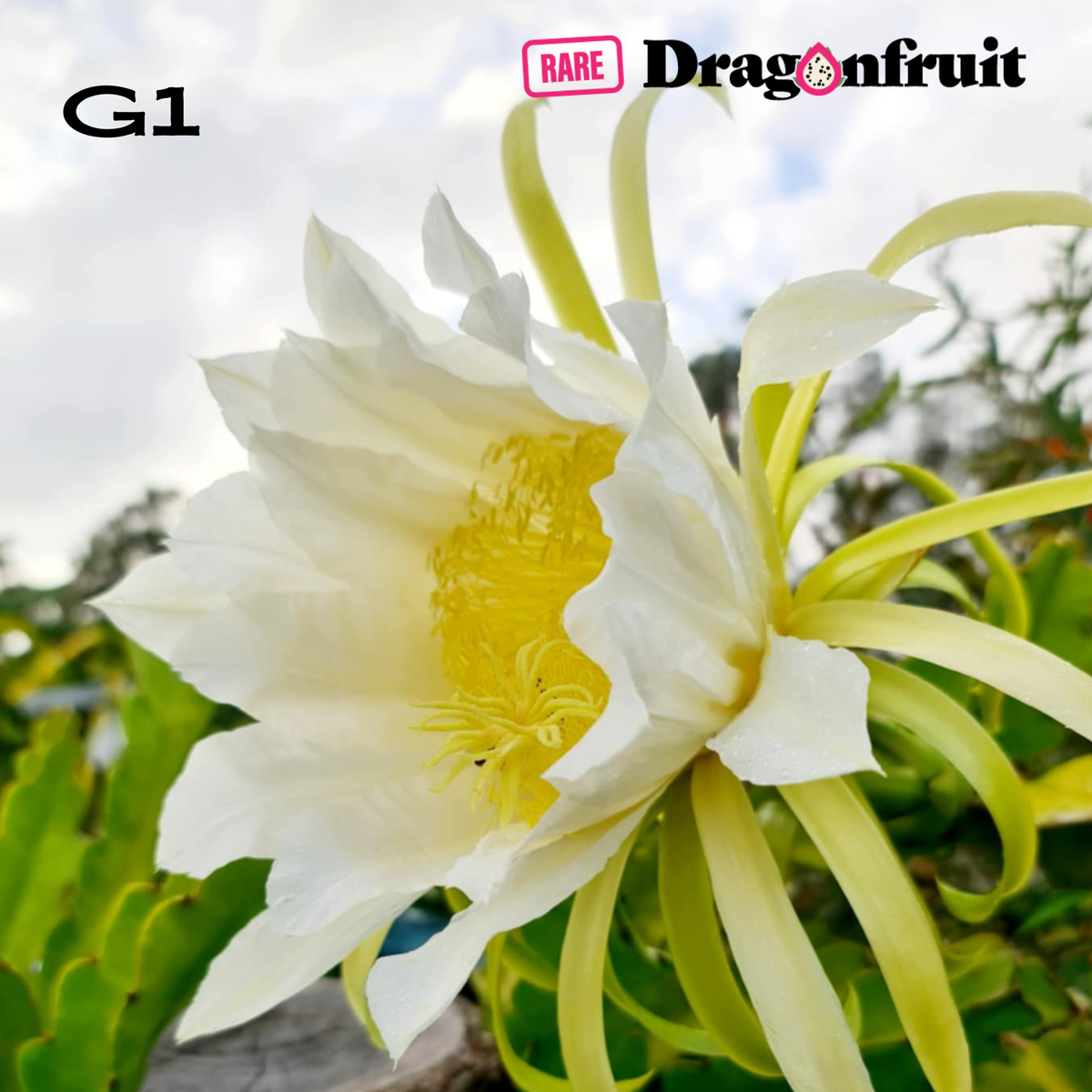 G1 Dragon Fruit
