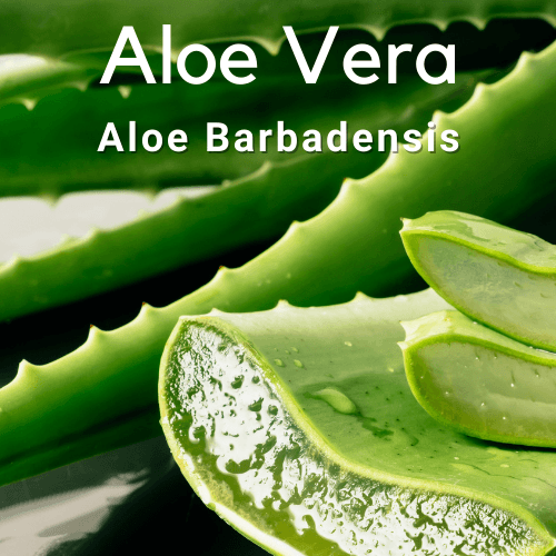 Aloe Vera- Aloe Barbadensis - Rare Dragon Fruit