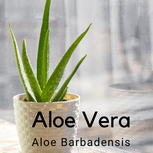 aloe vera plant australia Aloe Vera (Aloe Barbadensis)