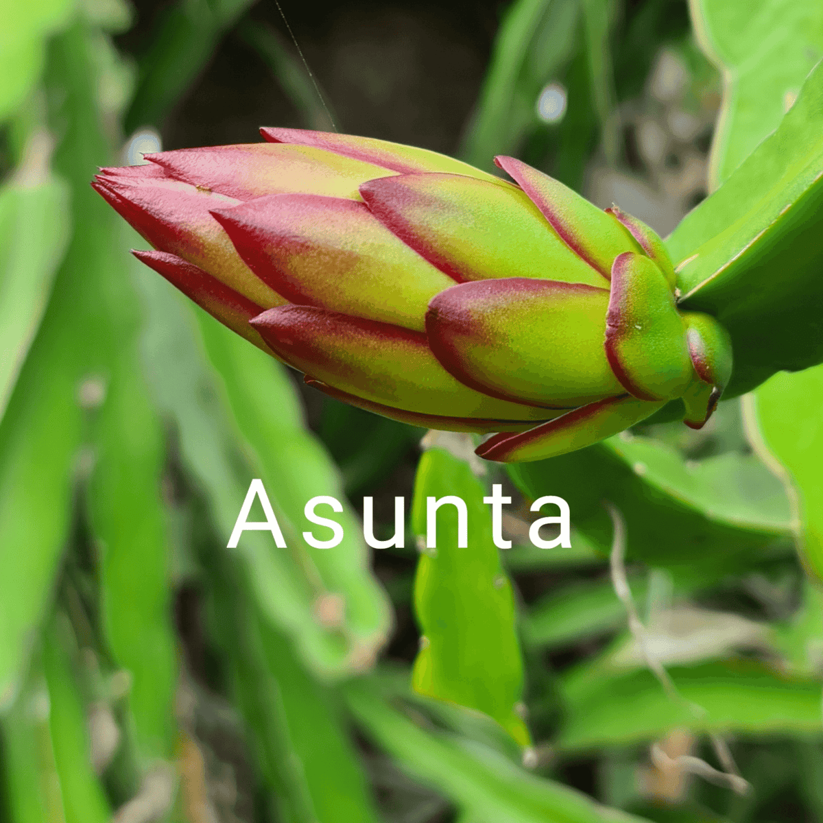 Asunta 2 – H. stenopterus X H. guatemalensis hybrid Mexican Dragon Fruit Variety - Rare Dragon Fruit