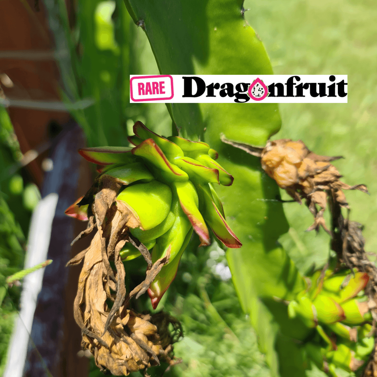 Asunta 2 – H. stenopterus X H. guatemalensis hybrid Mexican Dragon Fruit Variety - Rare Dragon Fruit