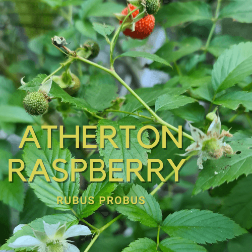 ATHERTON RASPBERRY – RUBUS PROBUS - AUST BUSH TUCKER- berry plant - Rare Dragon Fruit