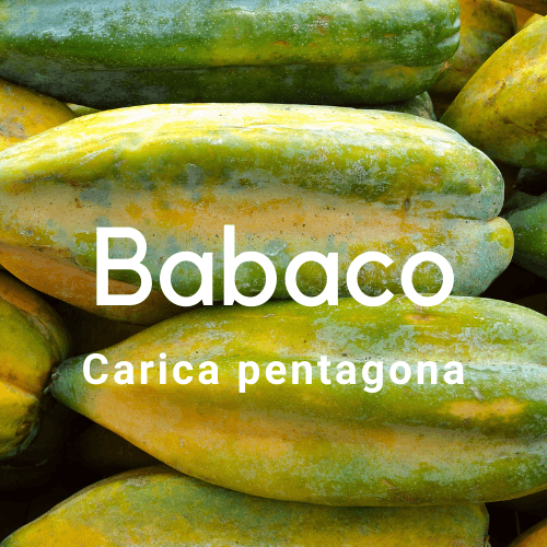 Babaco -Carica pentagona - Rare Dragon Fruit