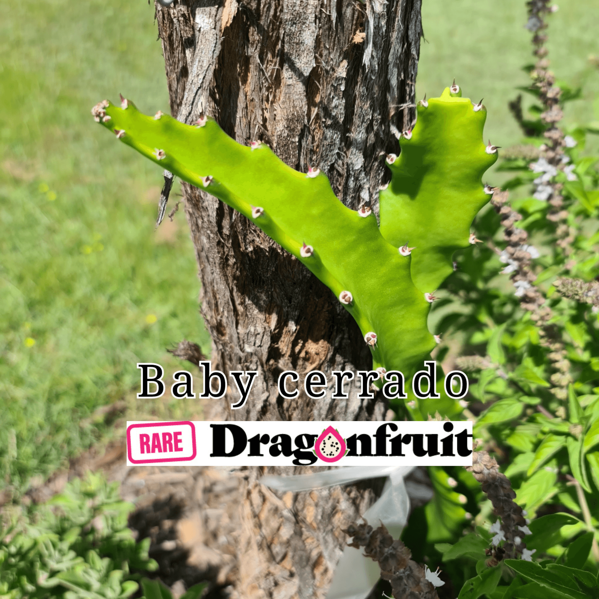 baby dragon fruit tree