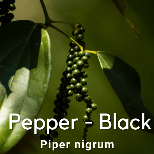 Black Pepper Vine - Piper nigrum - Rare Dragon Fruit