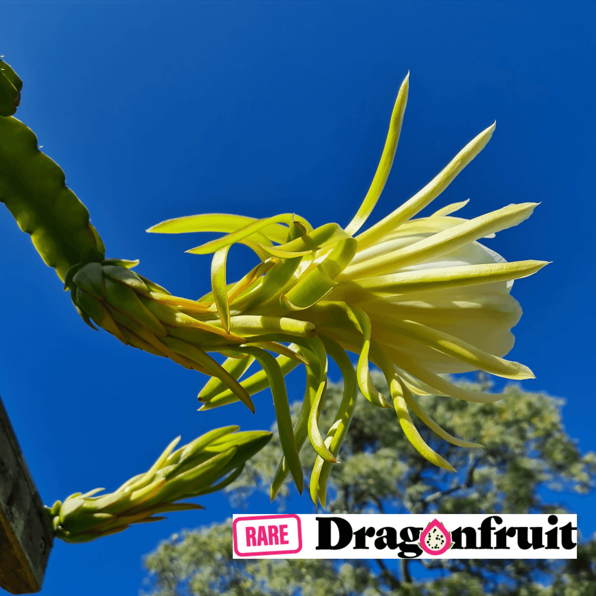 Blush-H. Undatus X H. guatemalensis Australian Dragon Fruit - Rare Dragon Fruit