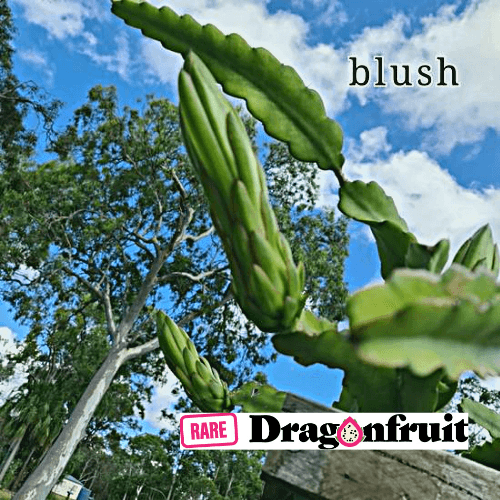 Blush-H. Undatus X H. guatemalensis Australian Dragon Fruit - Rare Dragon Fruit