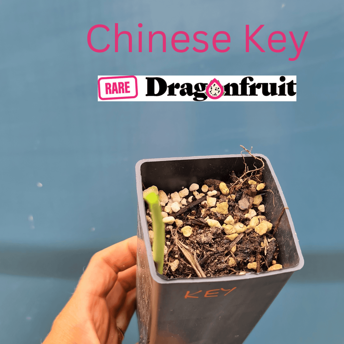 Boesenbergia rotunda- Chinese Keys or Finger ginger - Rare Dragon Fruit