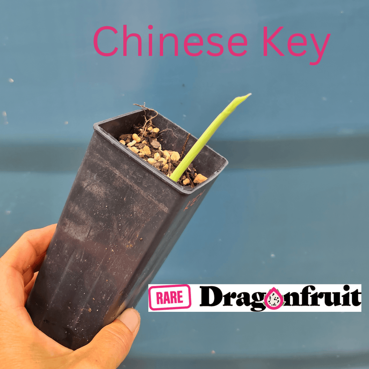 Boesenbergia rotunda- Chinese Keys or Finger ginger - Rare Dragon Fruit
