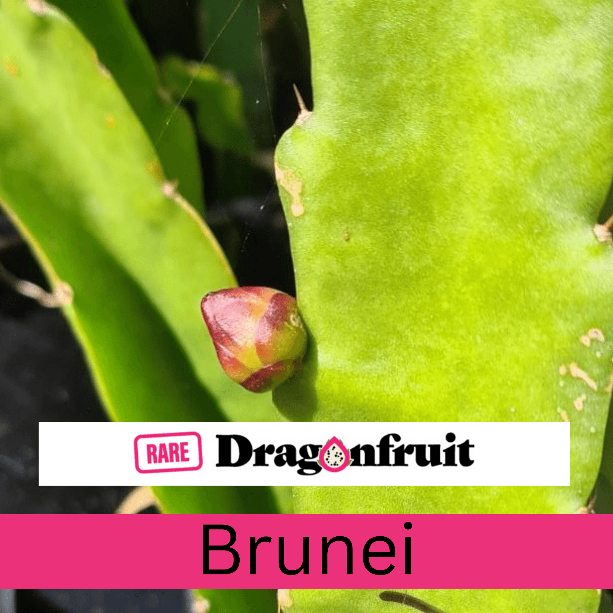 Brunei #1 Dragon Fruit (purple bloom)- H. stenopterus X H. undatus Germany * - Rare Dragon Fruit