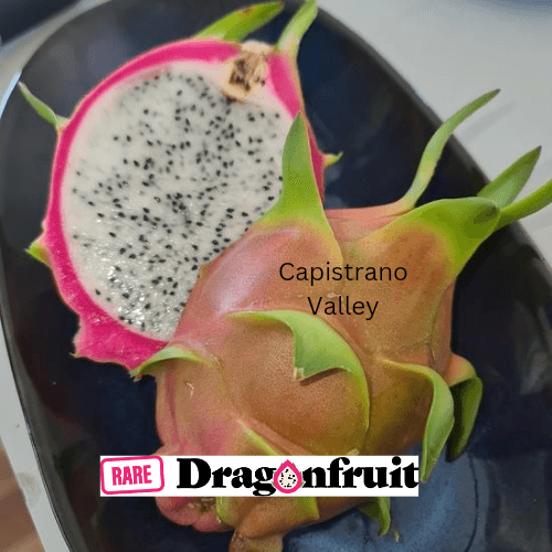 Capistrano Valley- H. Undatus X H.Guatemalensis Californian Dragon Fruit - Rare Dragon Fruit