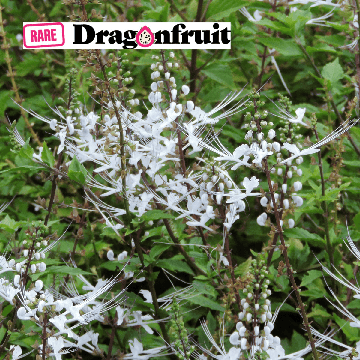 Cats Whiskers- Orthosiphon aristatus - Rare Dragon Fruit