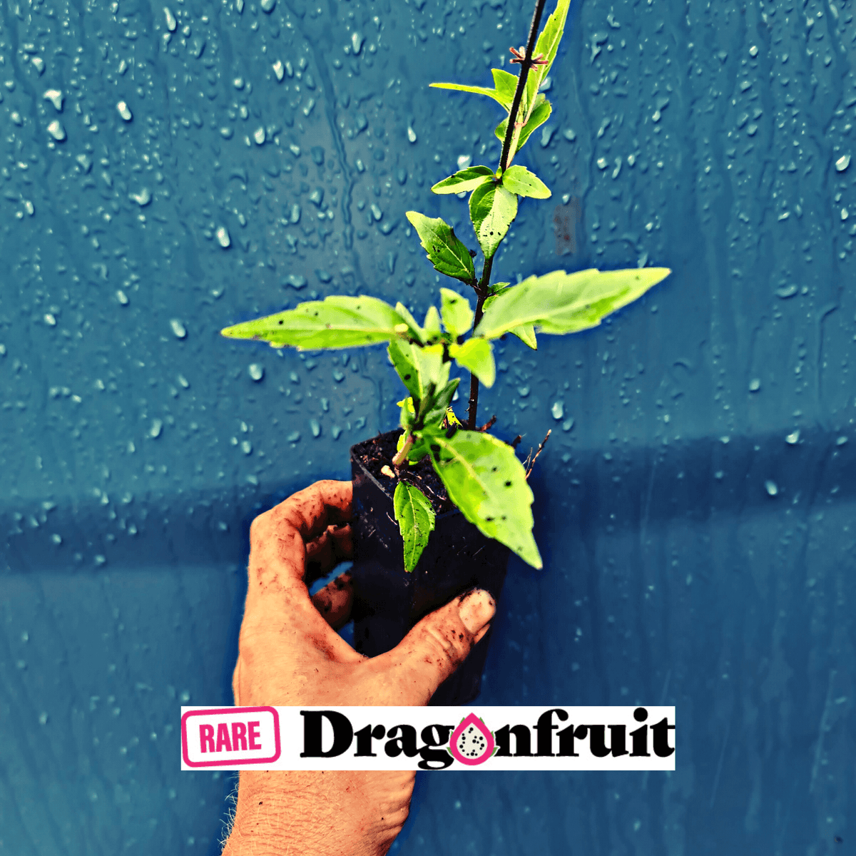 Cats Whiskers- Orthosiphon aristatus - Rare Dragon Fruit