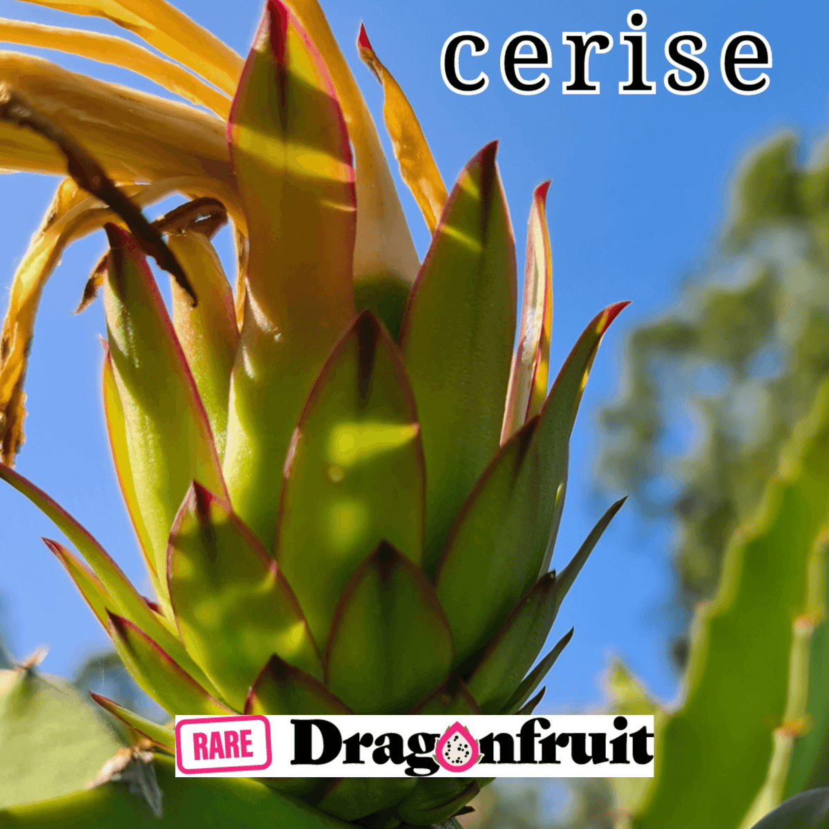 Cerise- H.polyrhizus Australian Dragon fruit - Rare Dragon Fruit