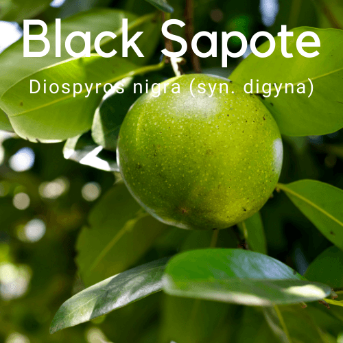Chocolate Sapote / Black Sapote Diospyros nigra (syn. digyna) Fruit Tree - Rare Dragon Fruit
