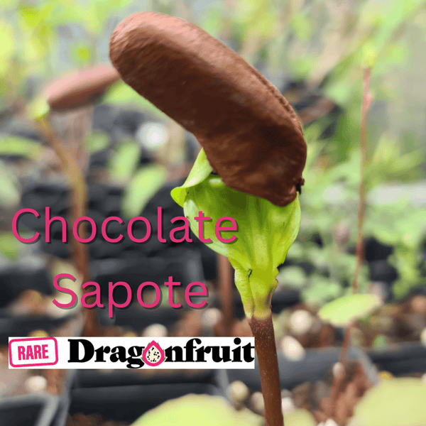 Chocolate Sapote / Black Sapote Diospyros nigra (syn. digyna) Fruit