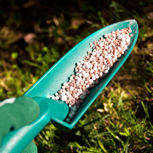 CK88 Fertilizer 1kg - Rare Dragon Fruit